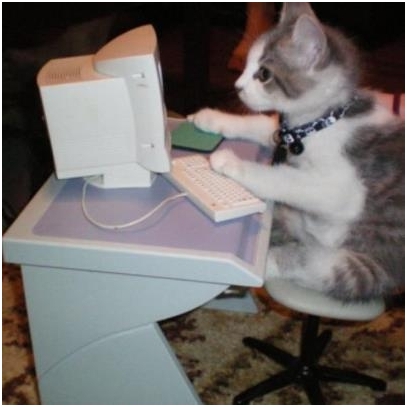 Kot uzależniony od internetu.jpg
