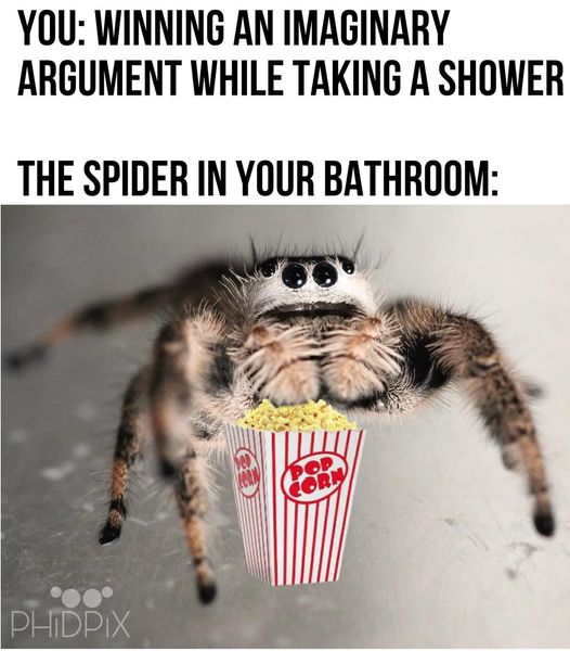 Plik:Wygrywasz wyimaginowaną kłótnię - pająk.jpg